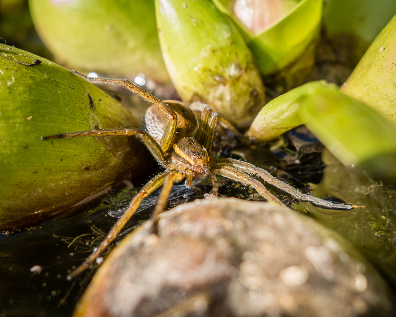 Species Profile — Six-Spotted Fishing Spider