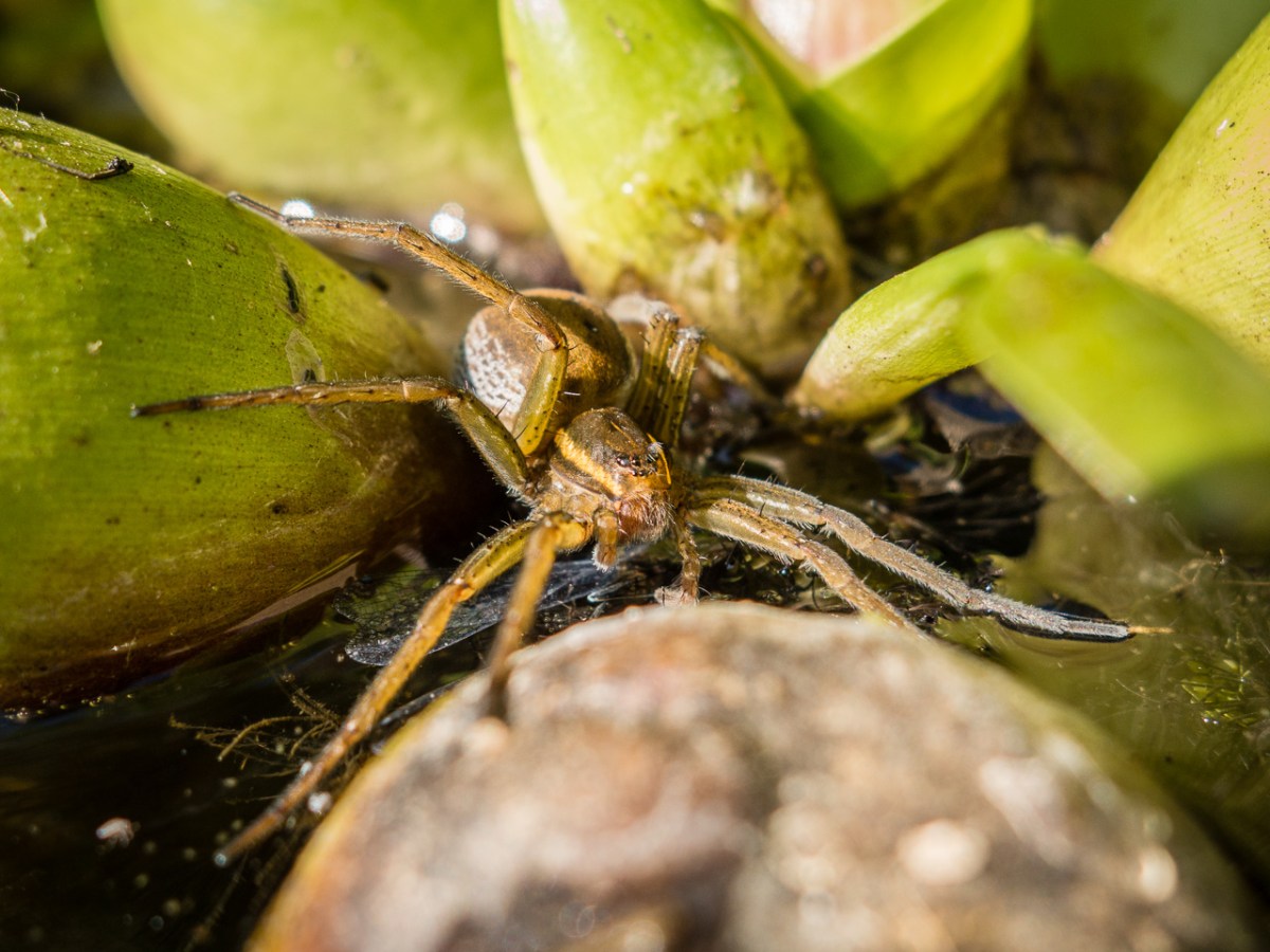 Species Profile — Six-Spotted Fishing&nbsp;Spider