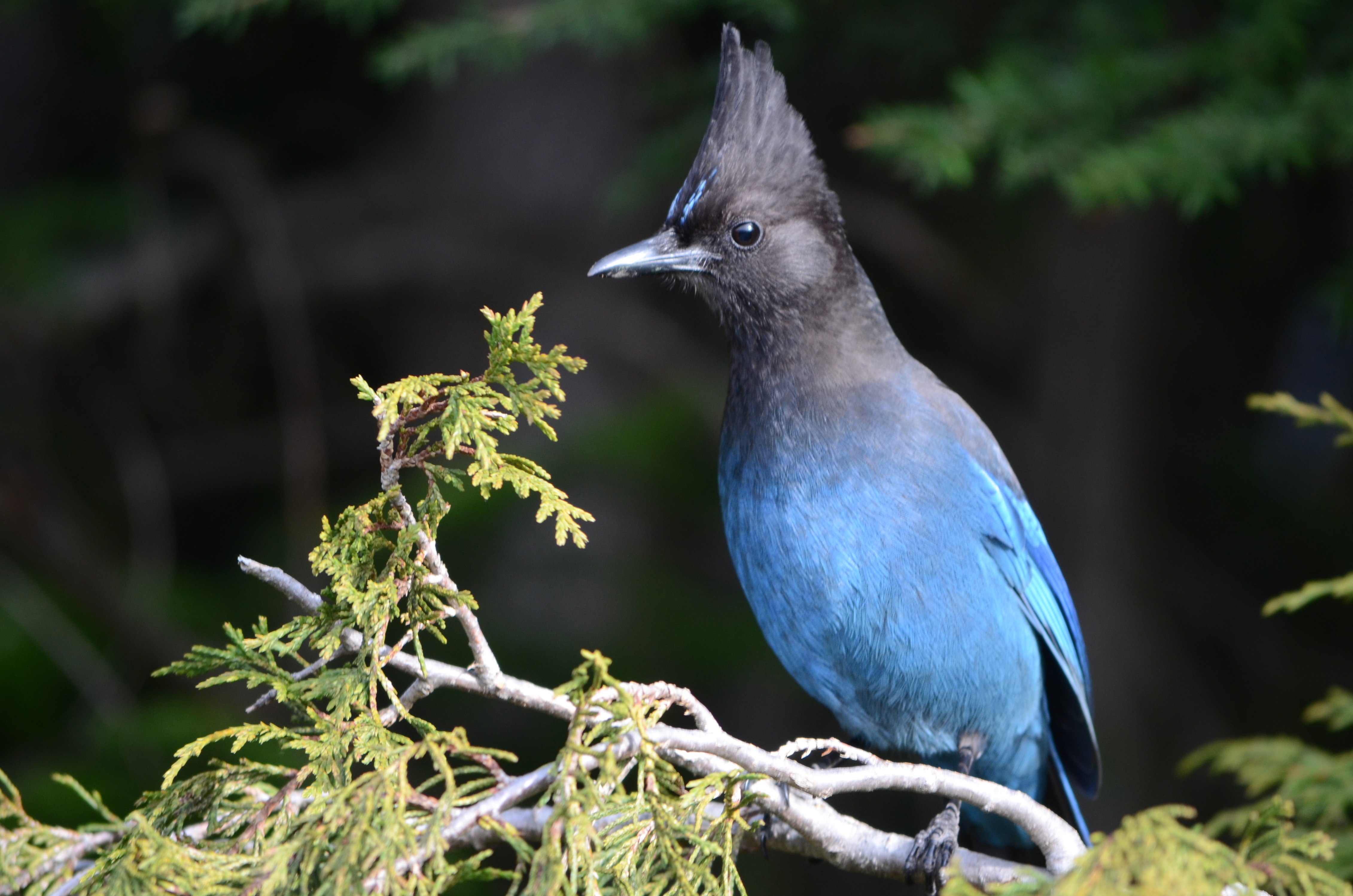 Species Profile — Steller’s Jay