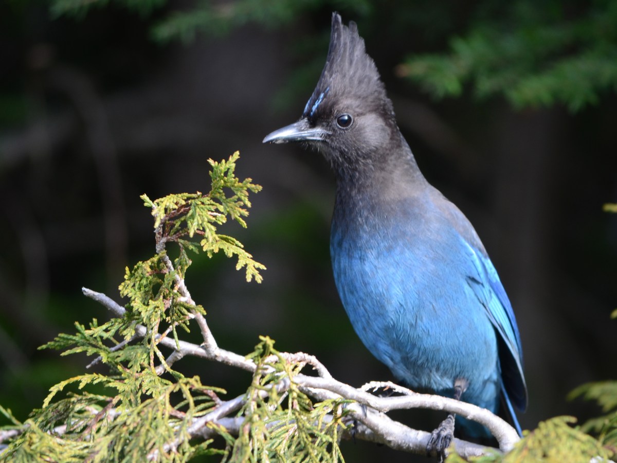 Species Profile — Steller’s&nbsp;Jay