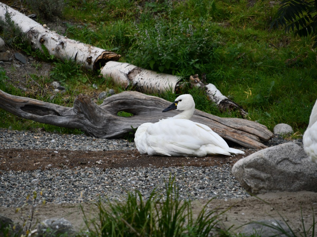 Species Profile — Trumpeter&nbsp;Swan
