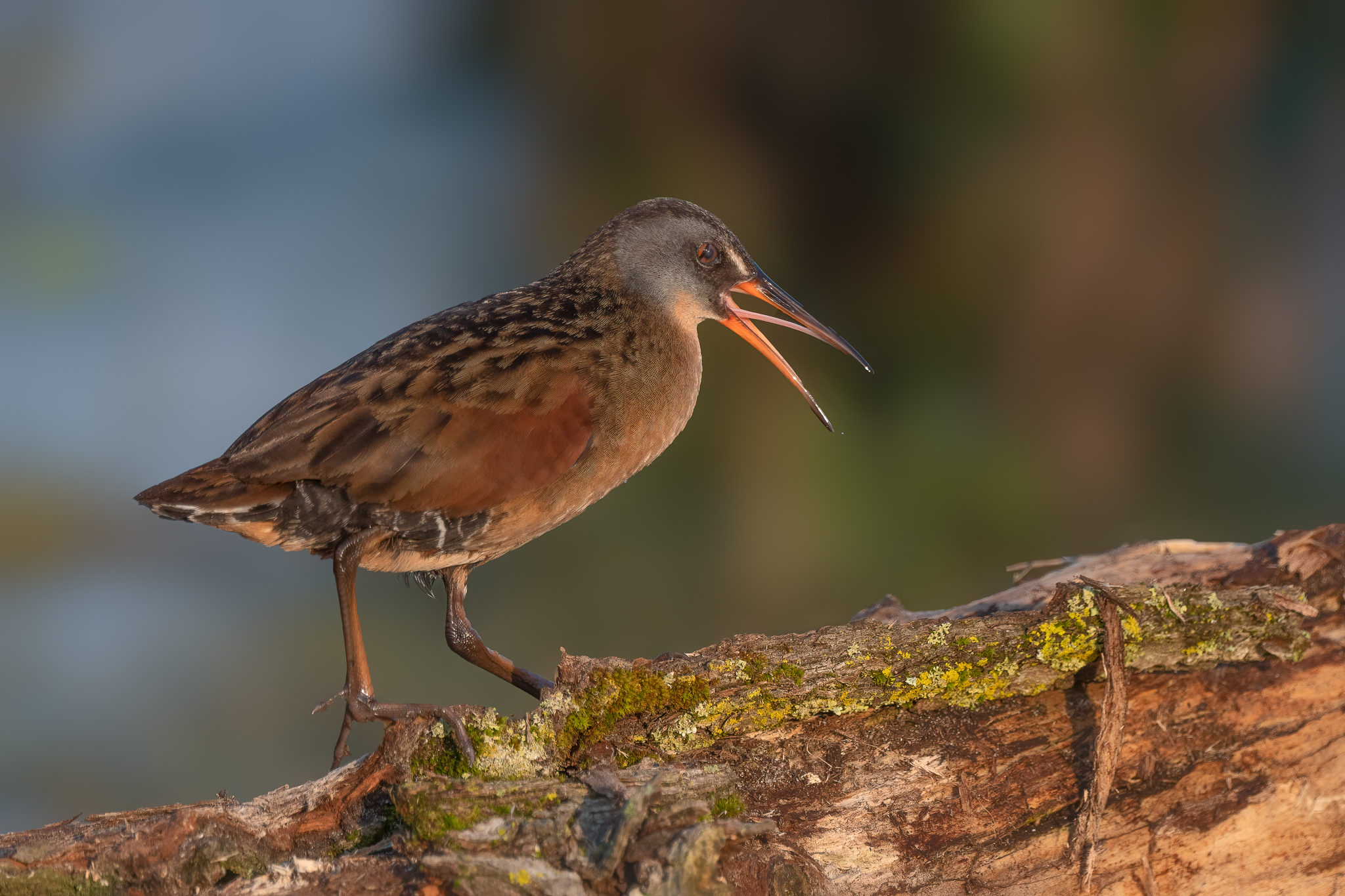 Species Profile — Virginia Rail