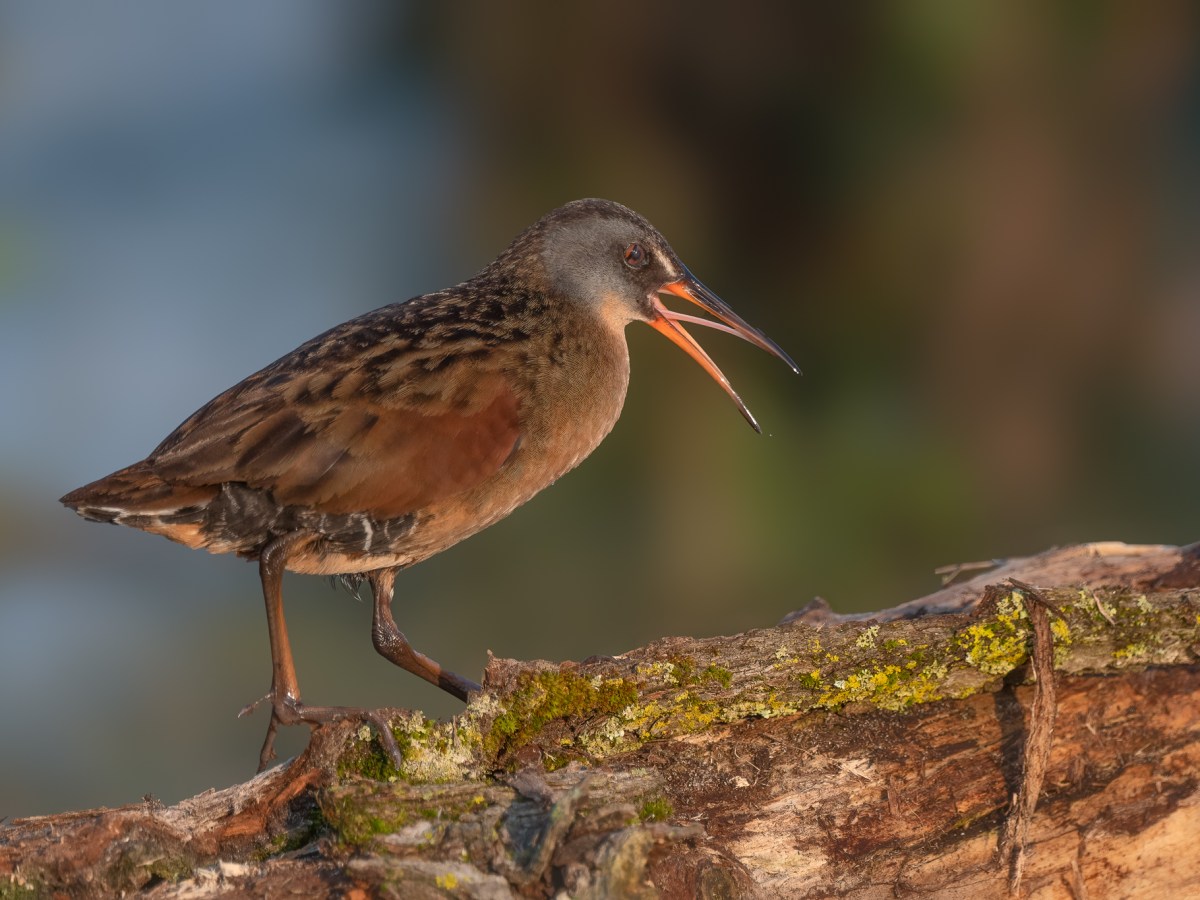 Species Profile — Virginia&nbsp;Rail