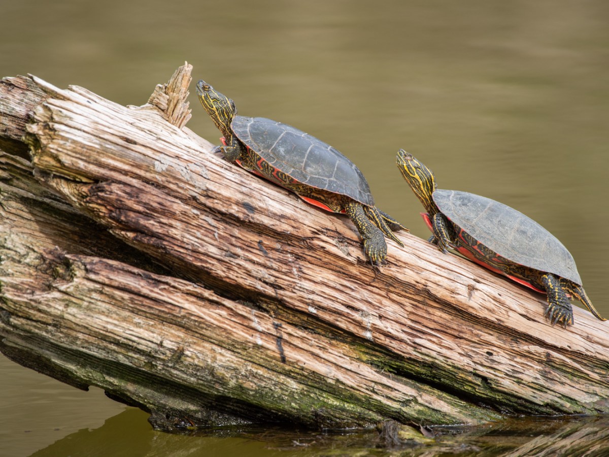 Species Profile — Western Painted&nbsp;Turtle