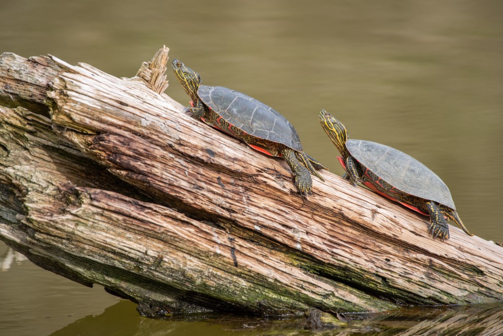 Species Profile — Western Painted&nbsp;Turtle