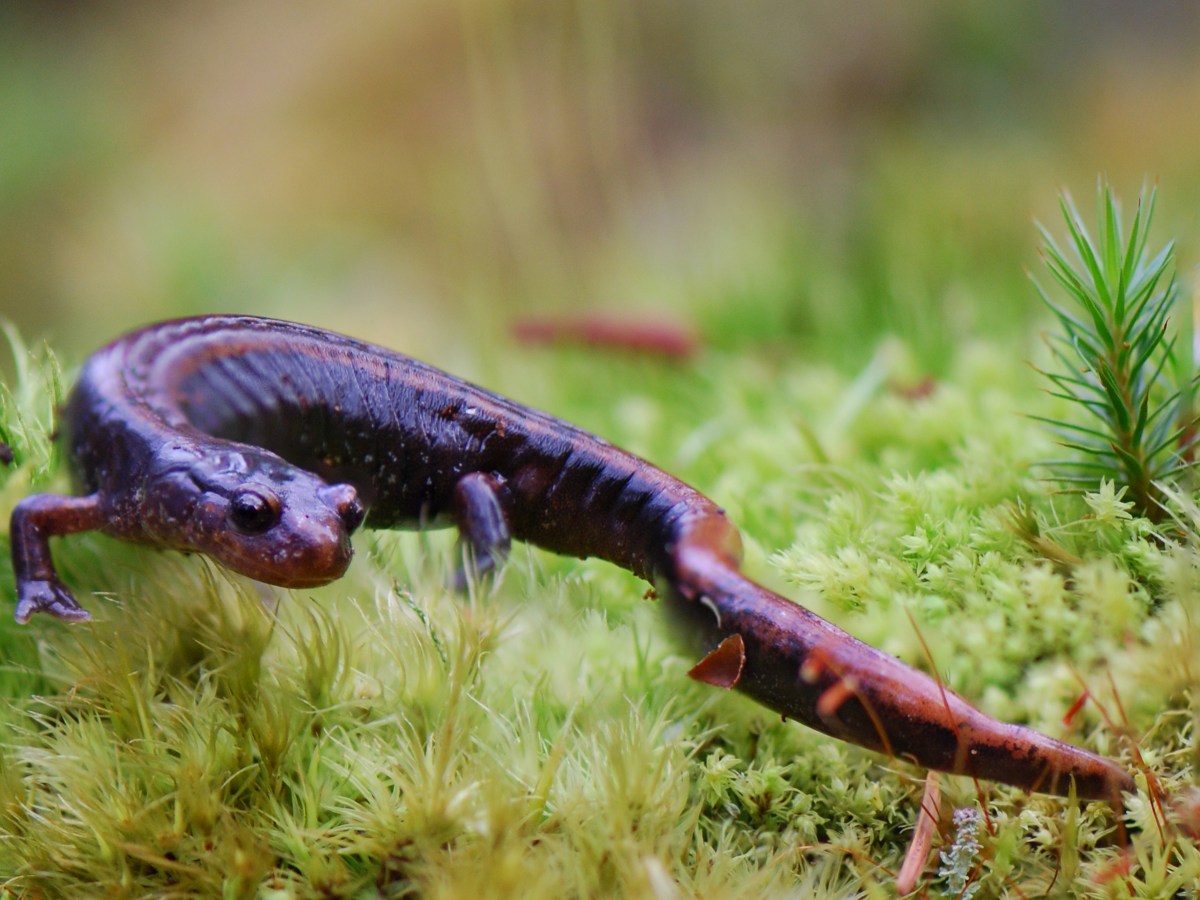 Species Profile — Western Red-Backed&nbsp;Salamander
