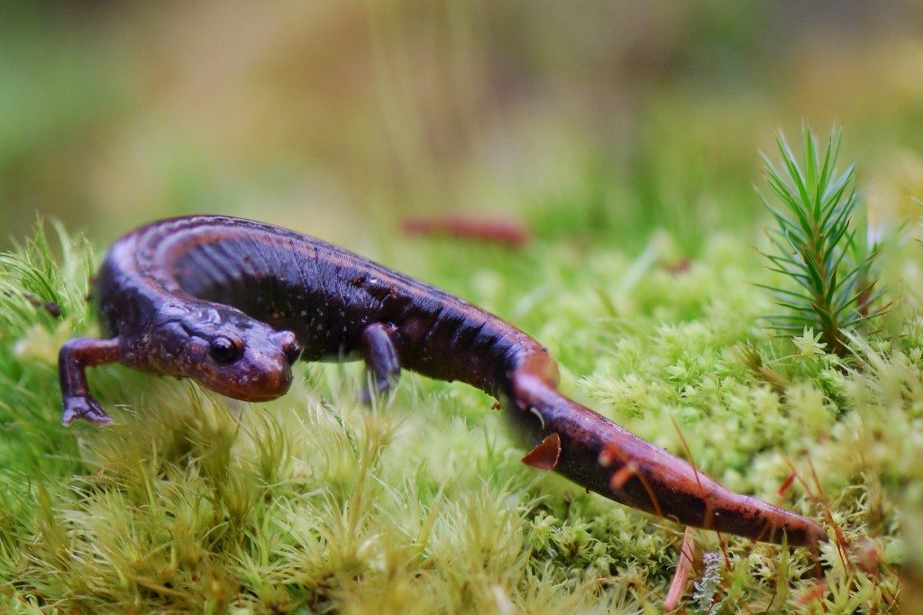 Species Profile — Western Red-Backed&nbsp;Salamander