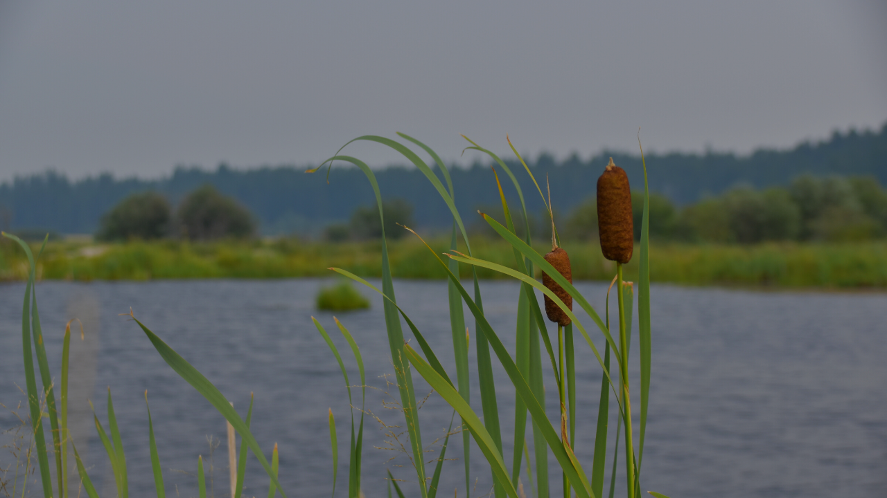 A Mini Documentary — Wetlands Conservation through Private Land Stewardship in the Kootenays