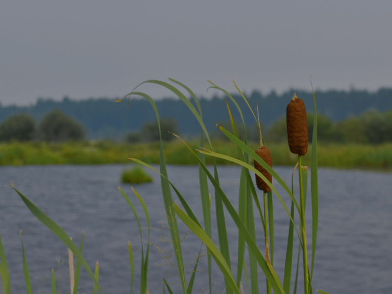 A Mini Documentary — Wetlands Conservation through Private Land Stewardship in the&nbsp;Kootenays