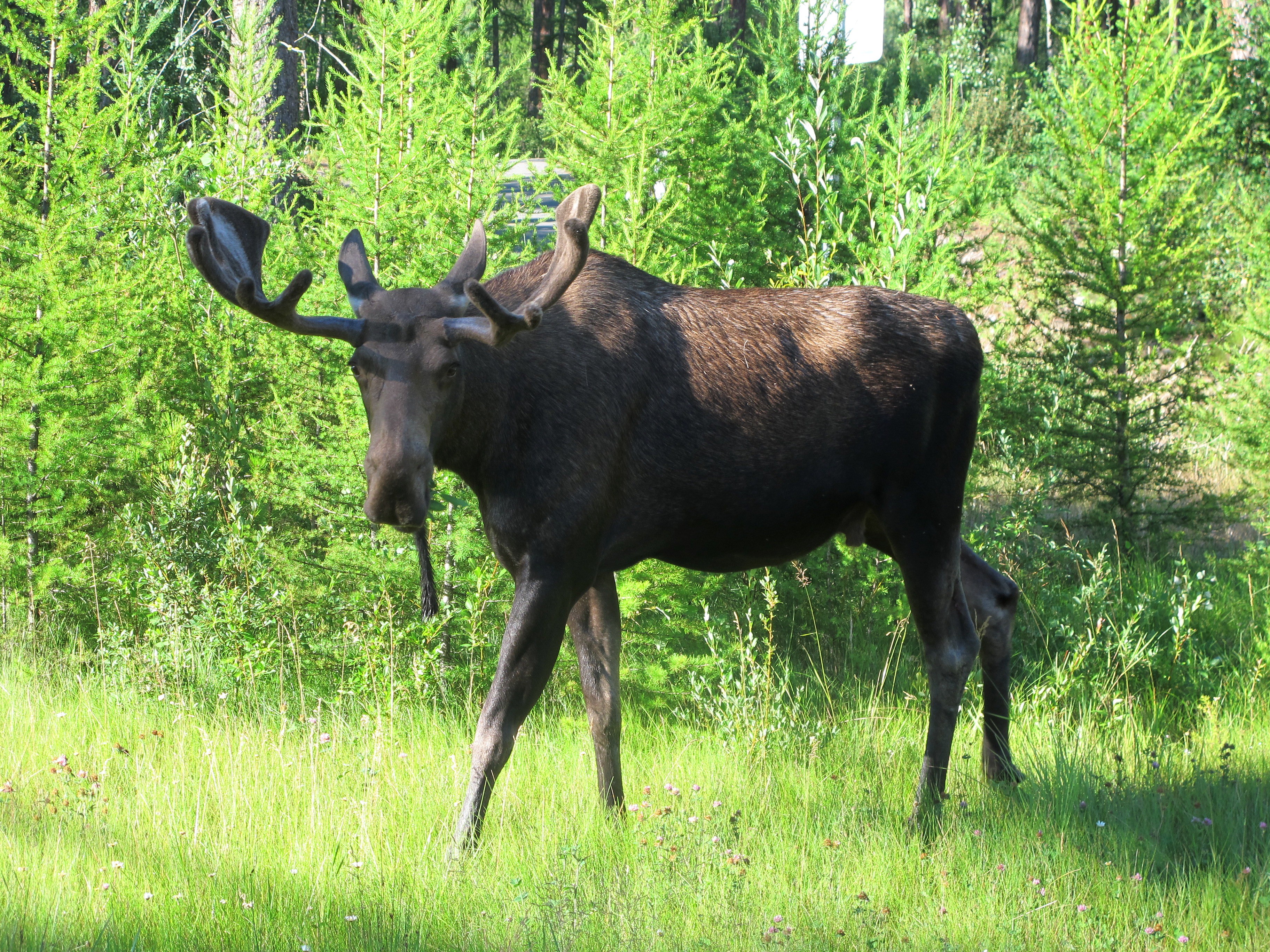 Species Profile — Moose