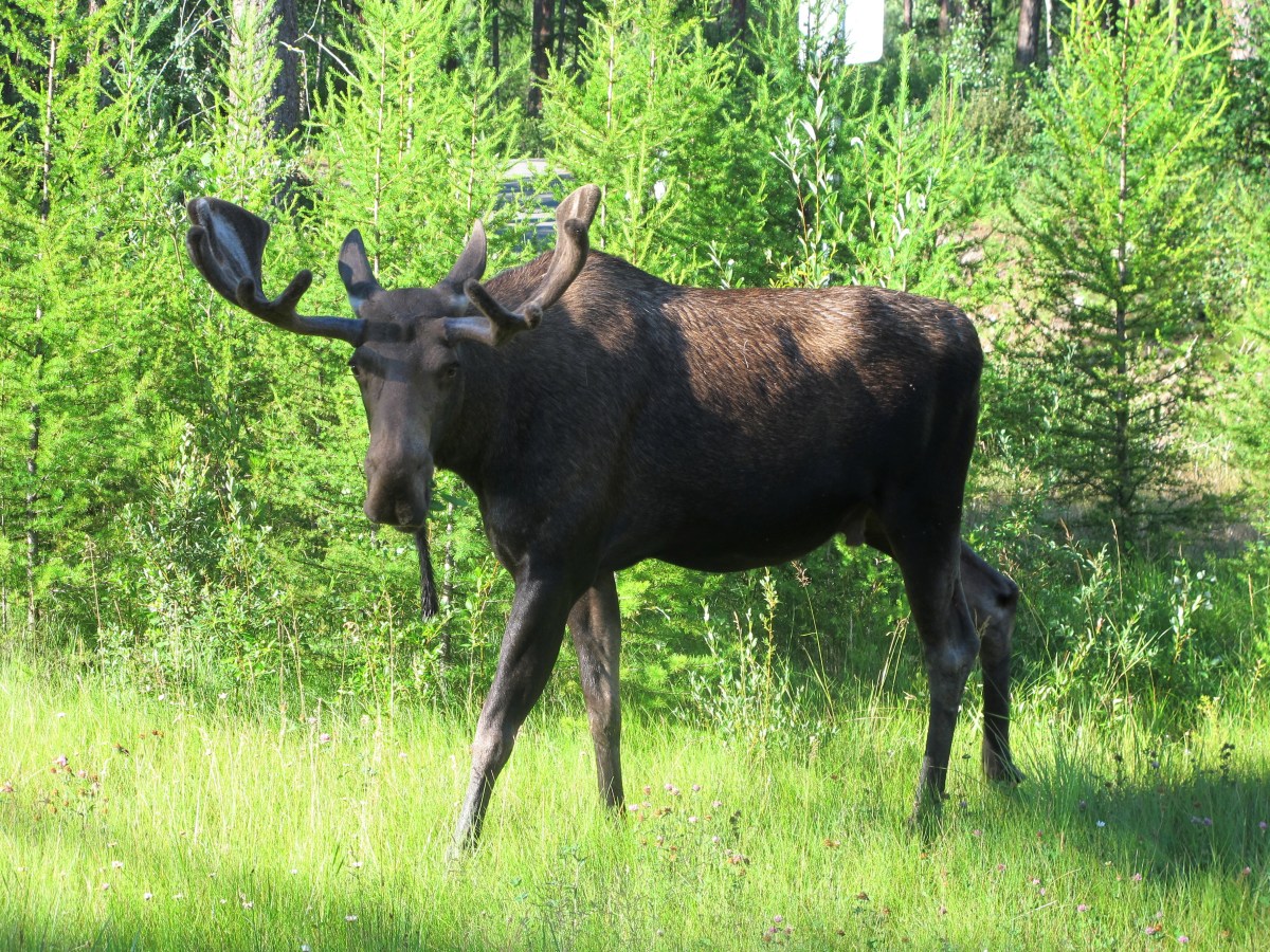 Species Profile — Moose