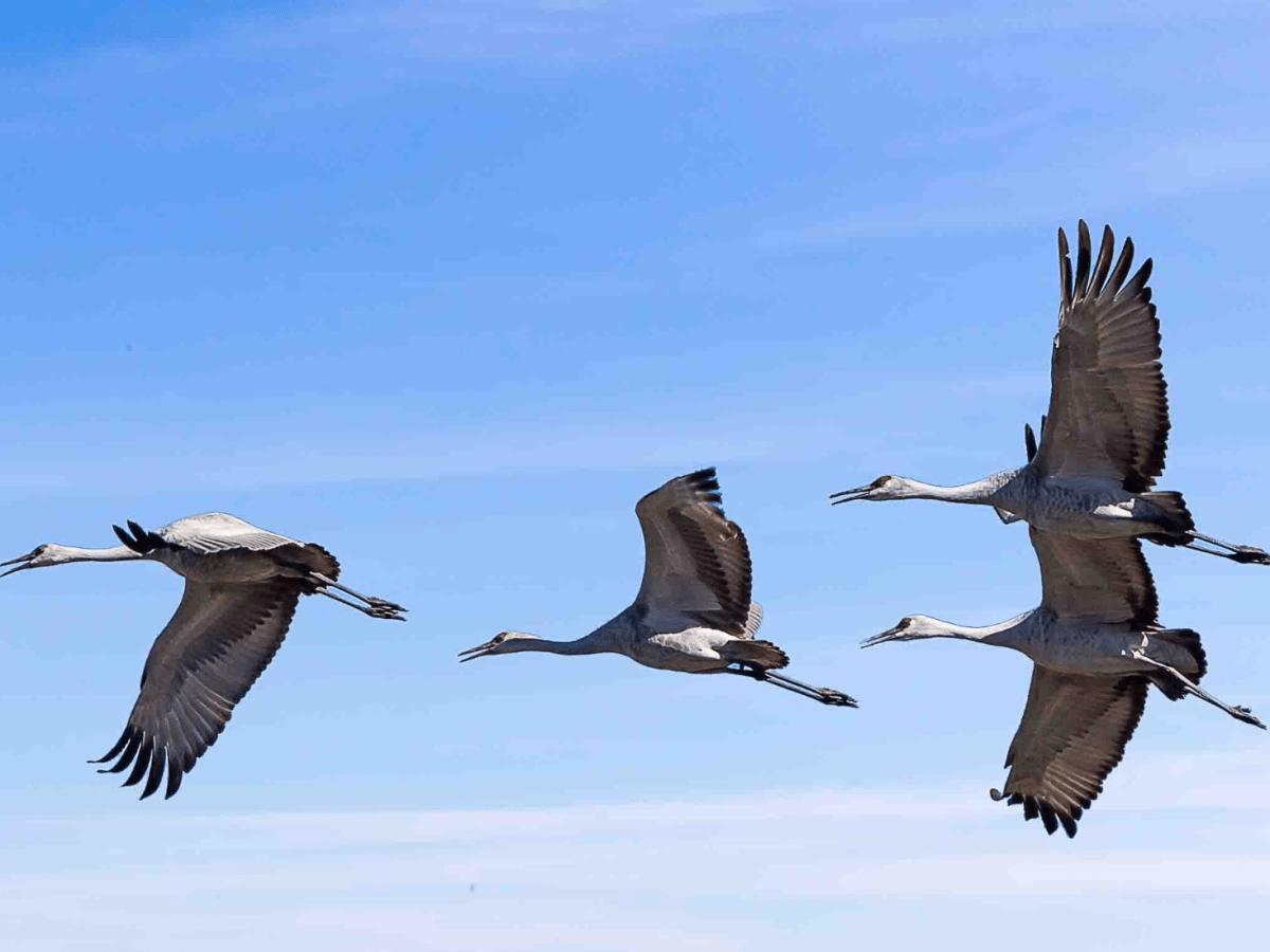 World Migratory Bird Day 2025 — Creating Bird-Friendly Communities Across the Pacific Flyway 