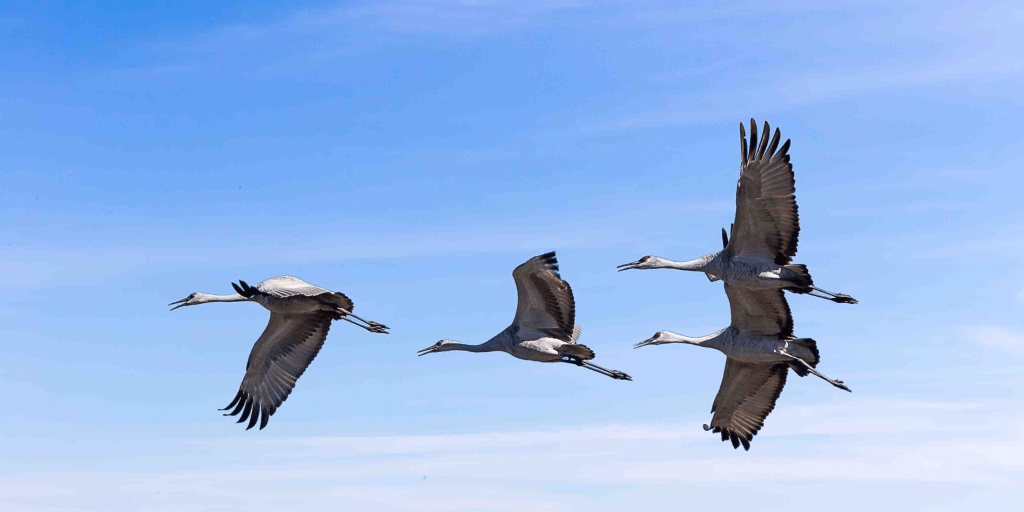 World Migratory Bird Day 2025 — Creating Bird-Friendly Communities Across the Pacific Flyway