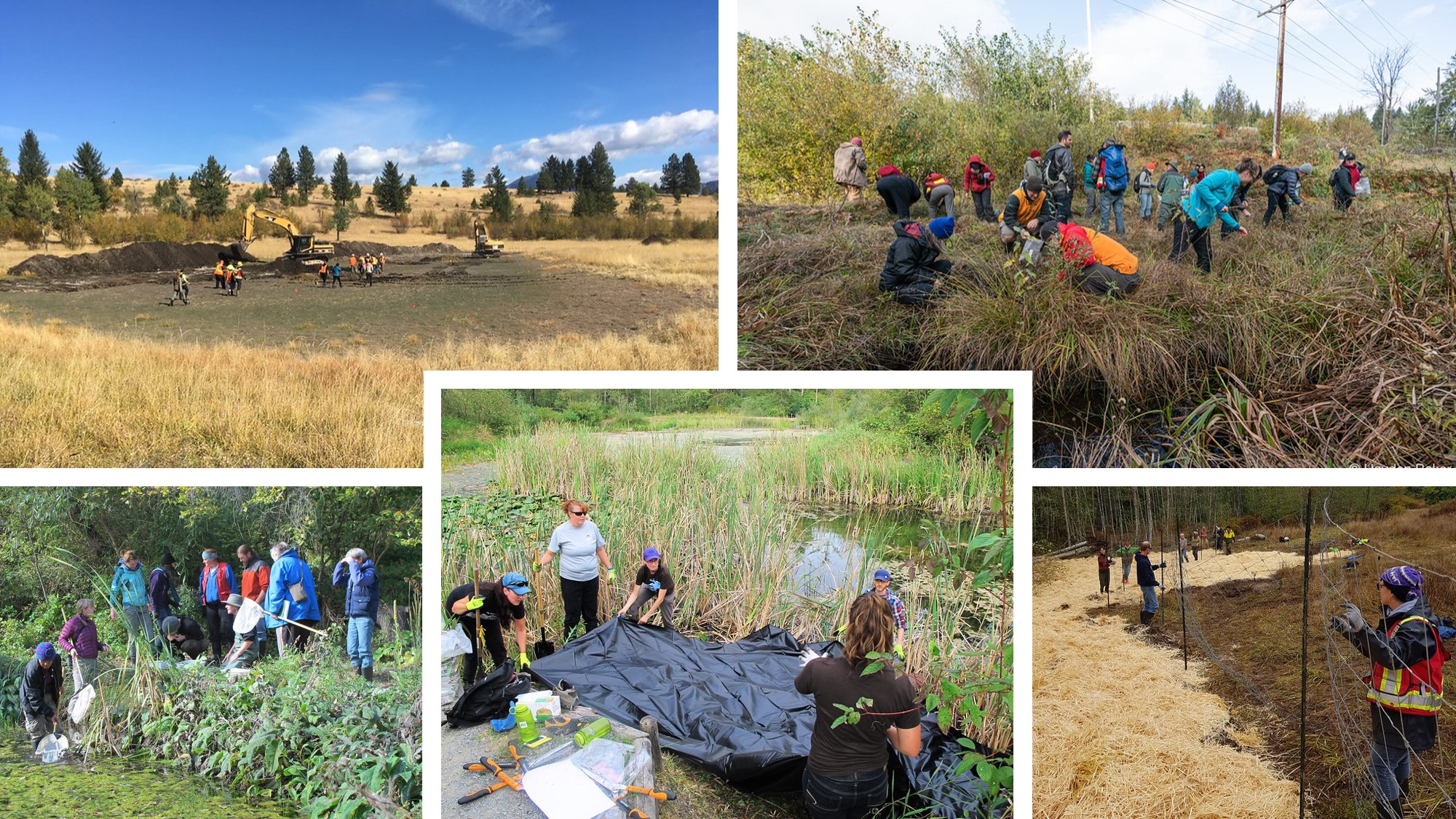 2020 Wetlands Institute — the Covid-19 Edition