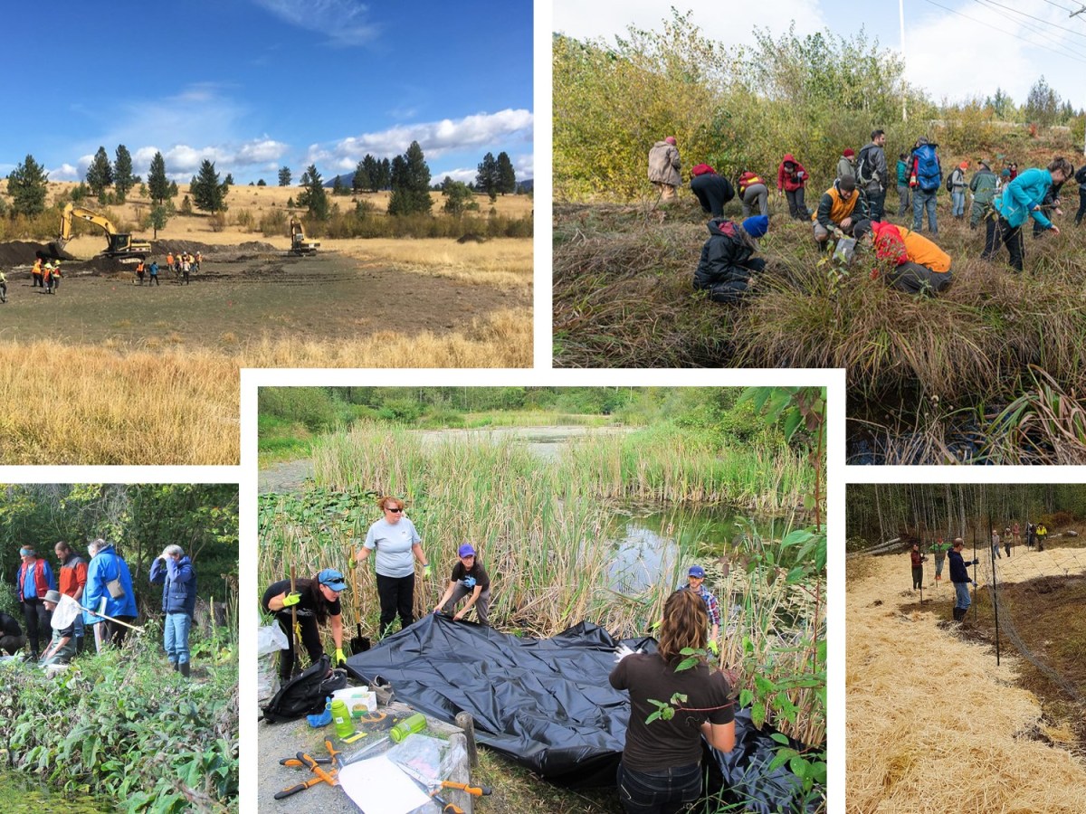 2020 Wetlands Institute — the Covid-19&nbsp;Edition