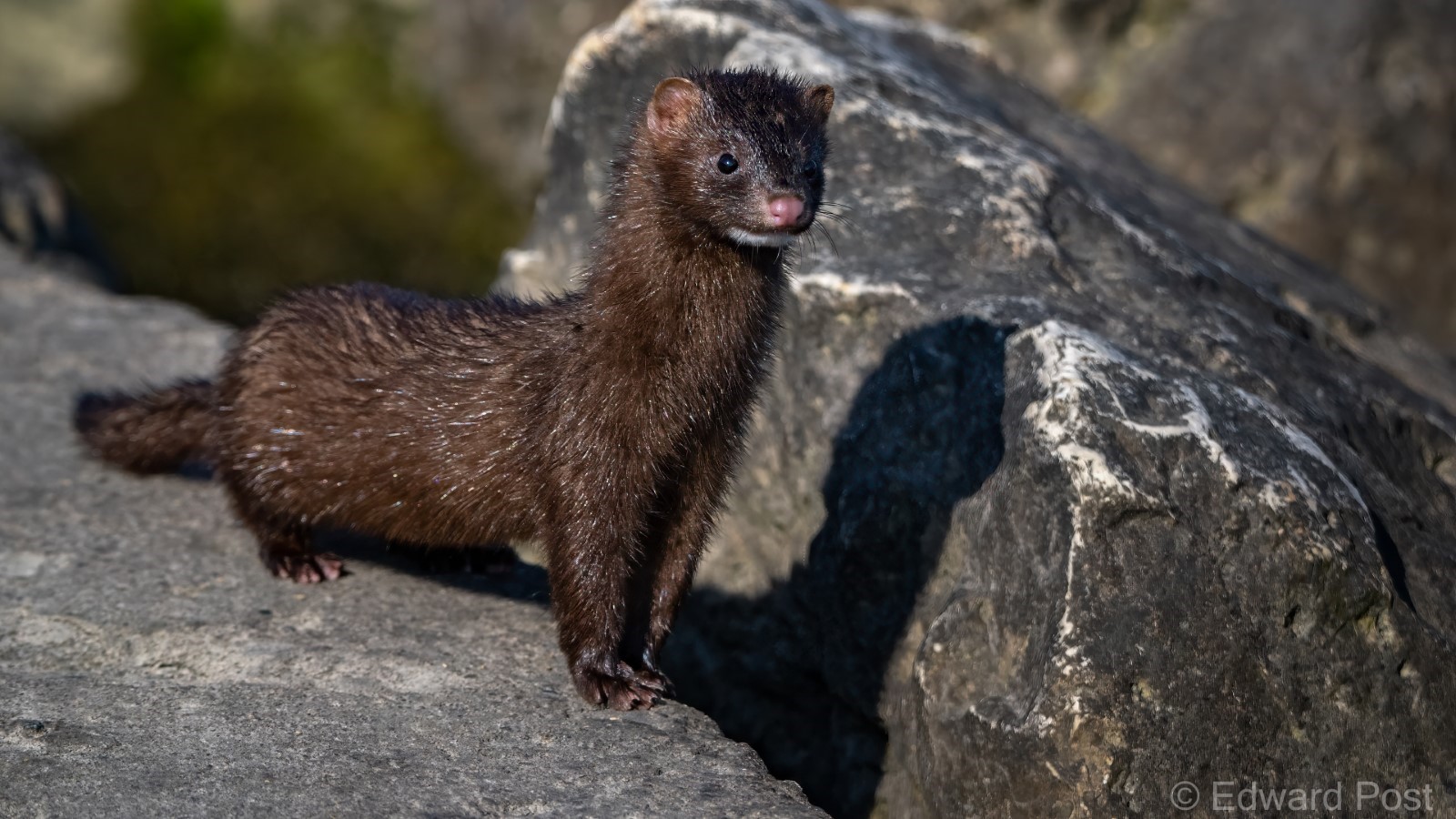 Species Profile — American Mink