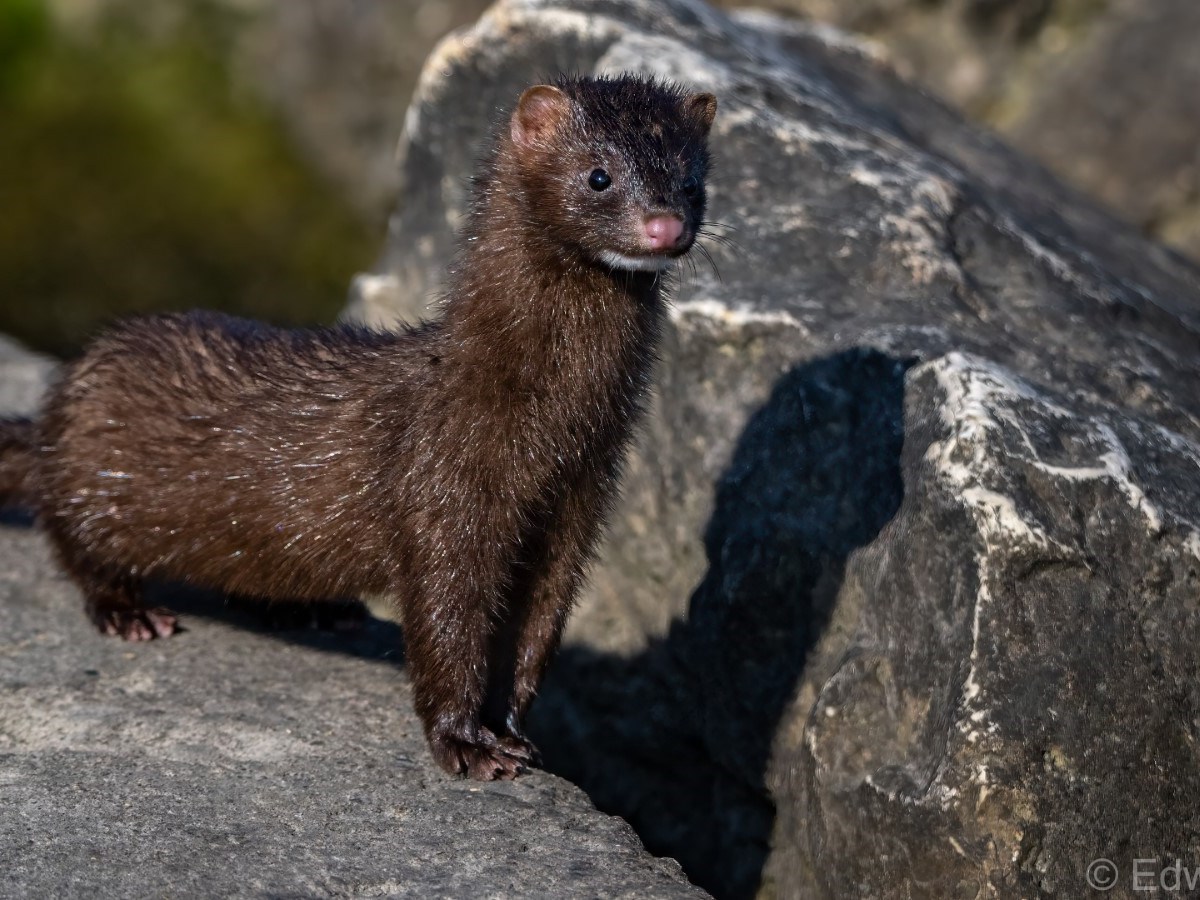 Species Profile — American&nbsp;Mink