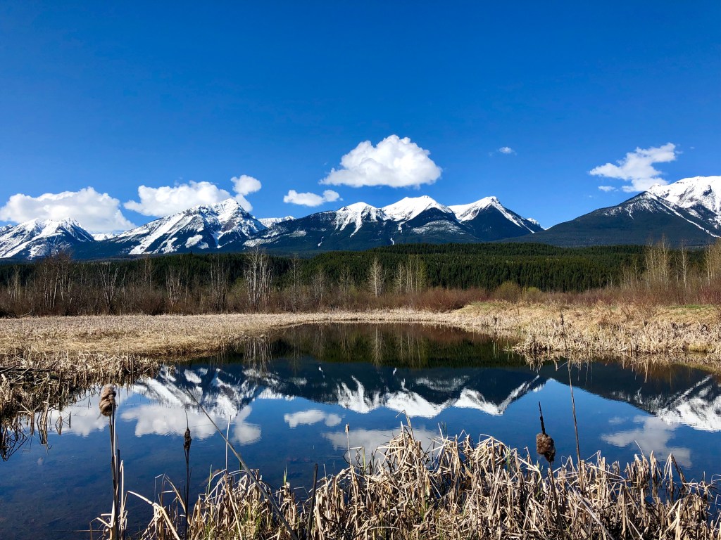 A Plan for Action — Restoring Moberly Marsh