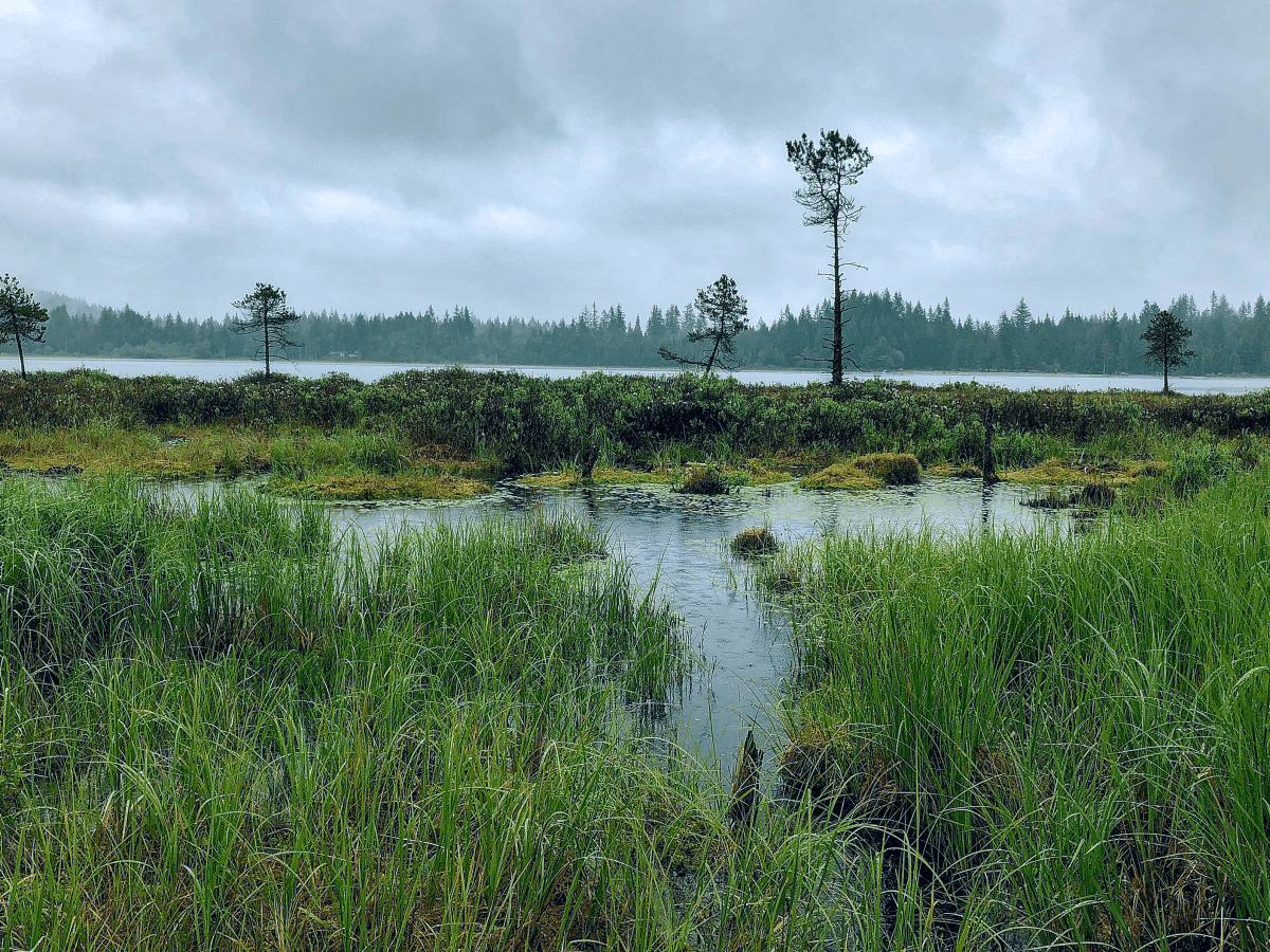 Get to Know the 5 Freshwater Wetland Classifications!