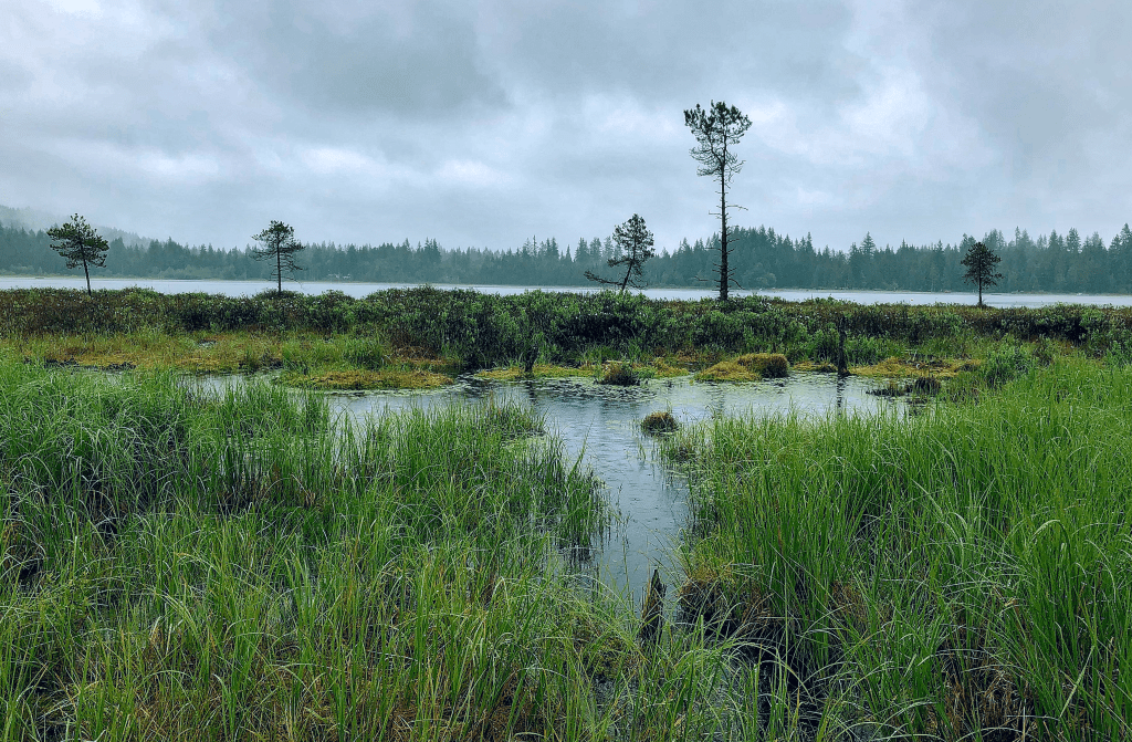 Get to Know the 5 Freshwater Wetland Classifications!