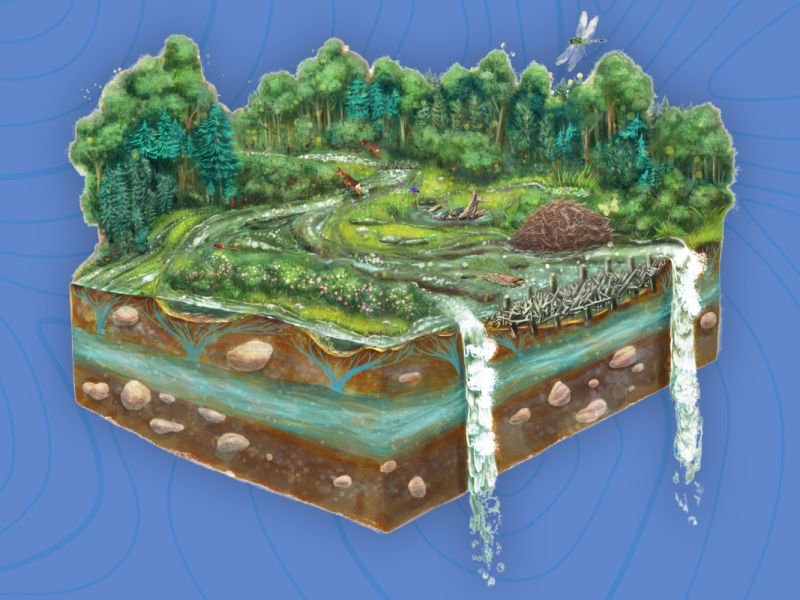 Understanding Beaver Dam Analogues — Q&A with Jennifer&nbsp;Rogers