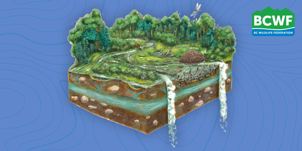 Understanding Beaver Dam Analogues — Q&A with Jennifer&nbsp;Rogers