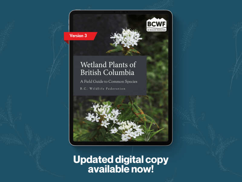 Now Available! Wetland Plants of British Columbia, Version&nbsp;3