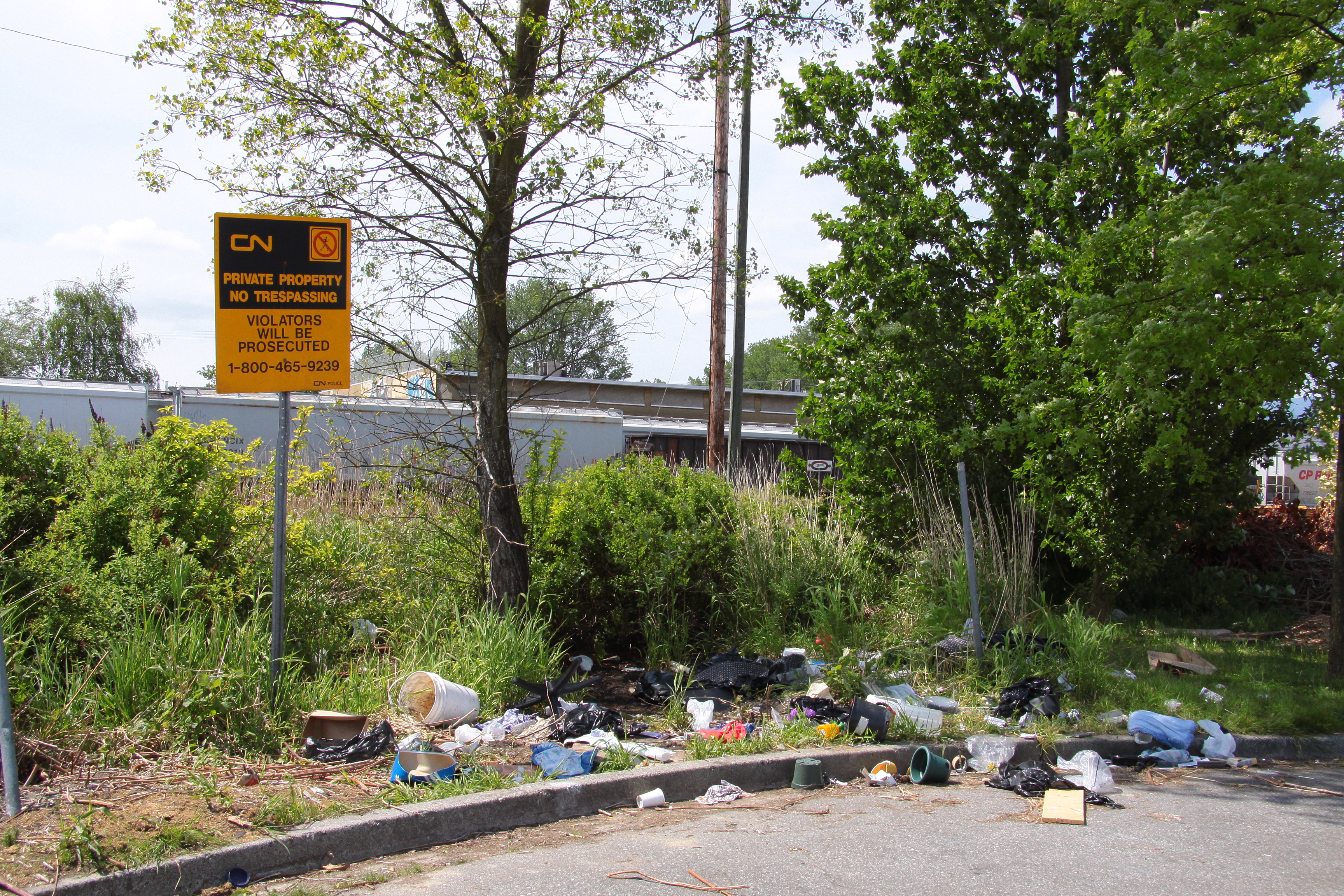 The Troubled Purple Thistle Wetland