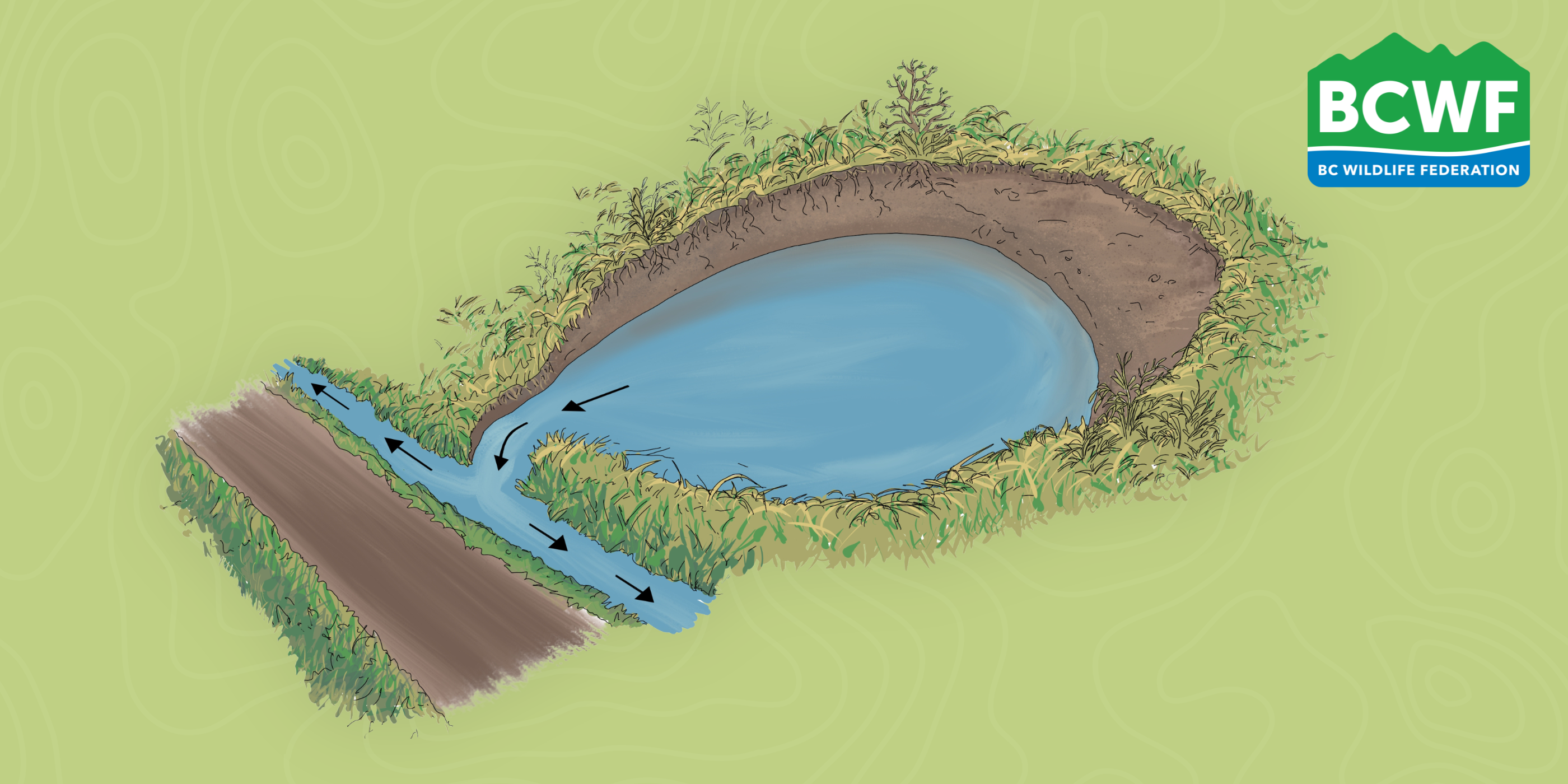 Road Impacts on Wetlands